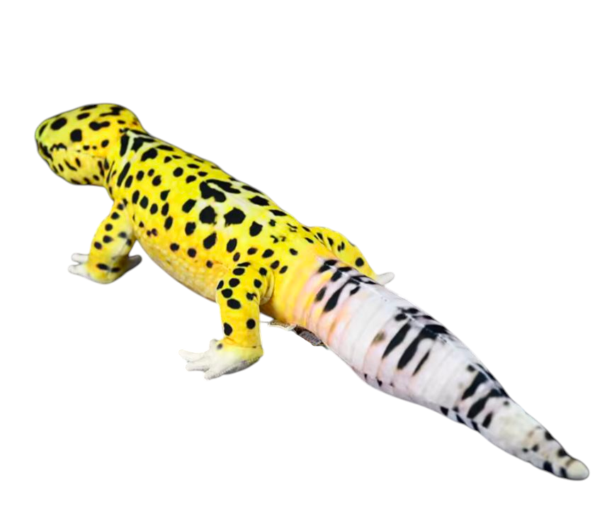 Weighted 0.5-2lbs 26" Leopard Gecko Plush for Anxiety, ADHD, Stress, Autism, Comfort Therapy Stuffed Animal